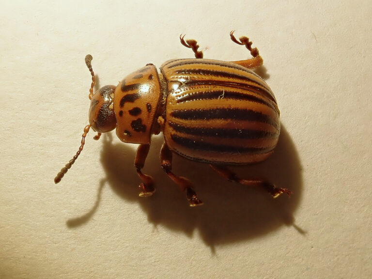 Insekten mit dem Smartphone oder einfacher Kamera fotografieren?
