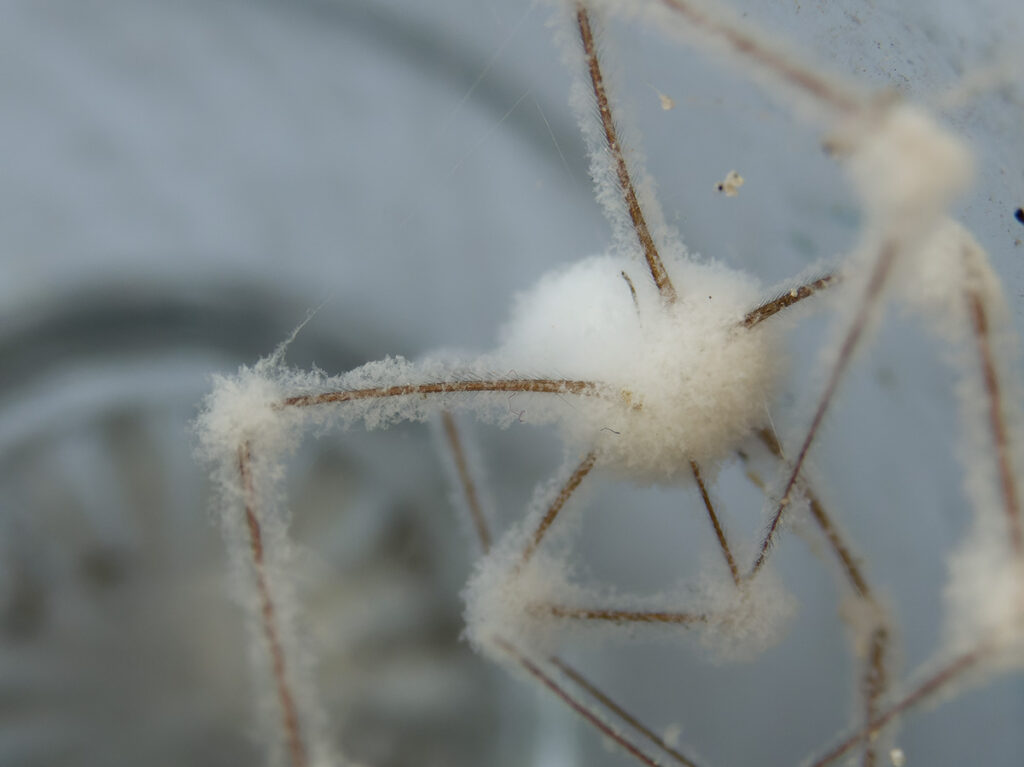 Mit dem Pilz Engyodontium aranearum befallene Zitterspinne - rechts ein Ausschnitt