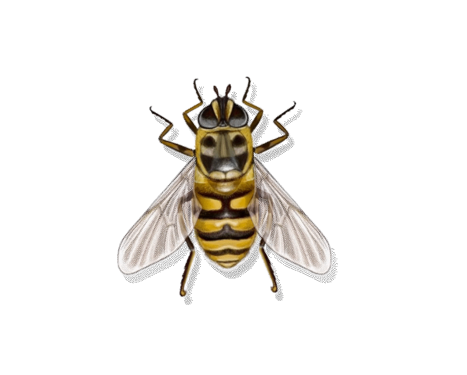 Totenkopfschwebfliege