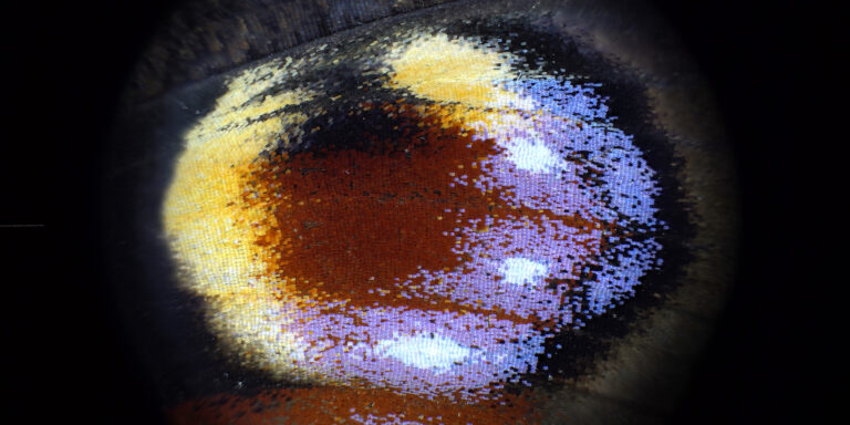 Im Auge des …… Tagpfauenauges